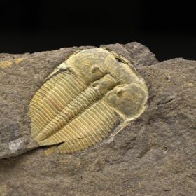 trilobit Aulacopleura konincki