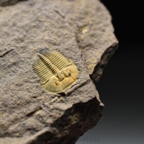 trilobit Aulacopleura konincki