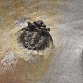 trilobit Lobopyge banikensis