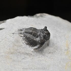 trilobit Lobopyge banikensis