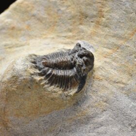 trilobit Lobopyge banikensis