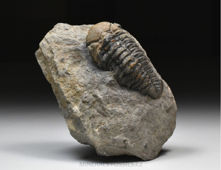 trilobit Phacops sp.