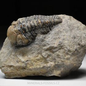 trilobit Phacops sp.