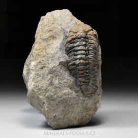 trilobit Phacops sp.