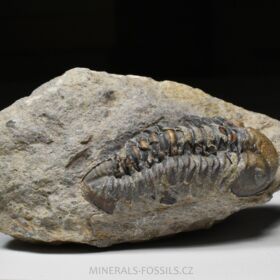 trilobit Phacops sp.