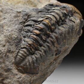 trilobit Phacops sp.