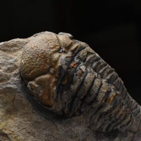 trilobit Phacops sp.